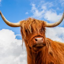 STRENGTH AND SURVIVAL by Alexandra Ellen