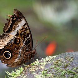 FLUTTERBY by Alexandra Ellen