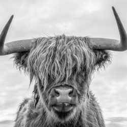 JAFFA by Alexandra Ellen