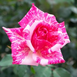 Colleen Stevenson_ CANDY ROSE