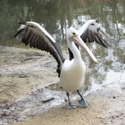 PELICAN SPREADING WINGS