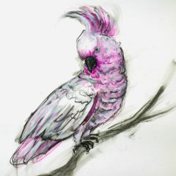 BLUSH AND BOLD by Kaitlin Hawkins