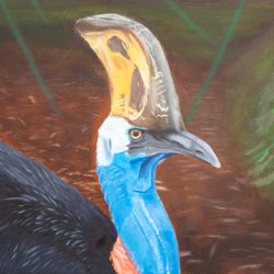 Kris Stokman_ THE CASSOWARY