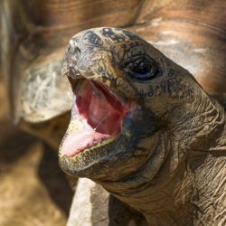 Kris Stokman_ TRANQUIL TORTOISE