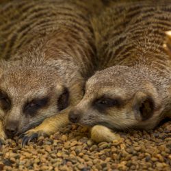 Kris Stokman_ ZEN KAT